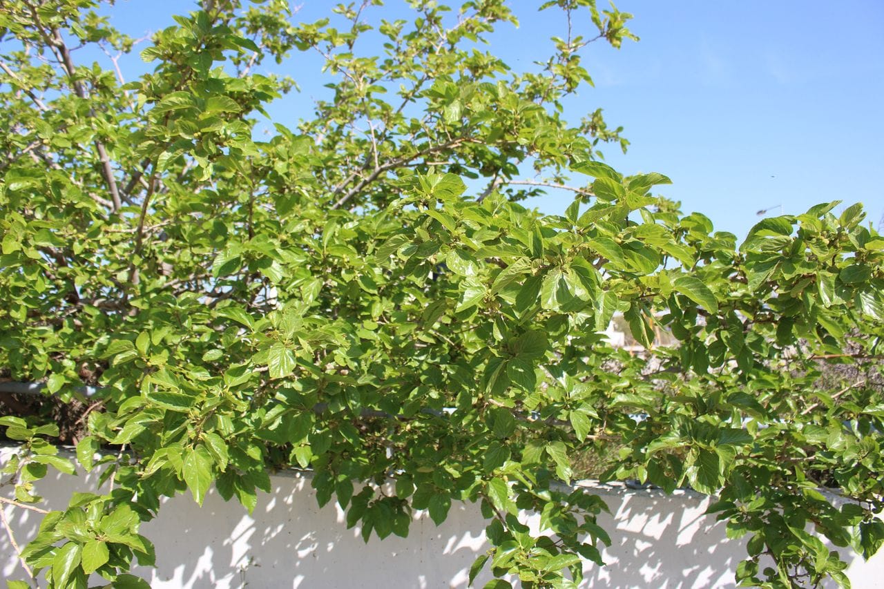 Morus alba